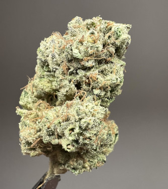 AlienZ > Green House Seed Company | Feminized Marijuana   |  Indica