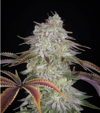 AlienZ > Green House Seed Company | Feminisierte Hanfsamen  |  Indica