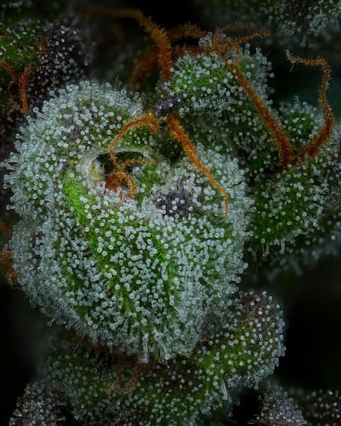 All Gas OG > Humboldt Seed Company | Feminized Cannabis   |  Indica