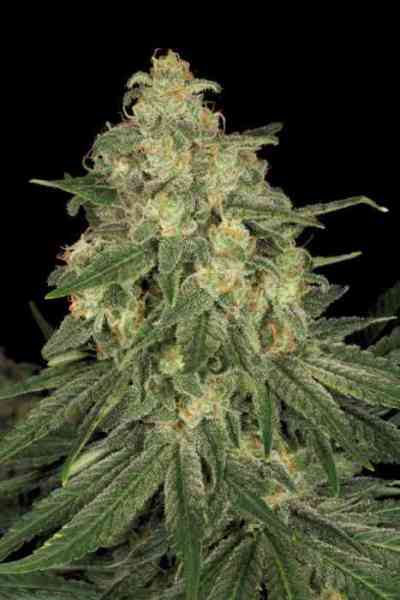 Allkush > Paradise Seeds | Graines Féminisées  |  Indica