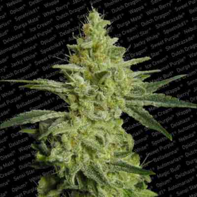 Allkush > Paradise Seeds | Feminisierte Hanfsamen  |  Indica