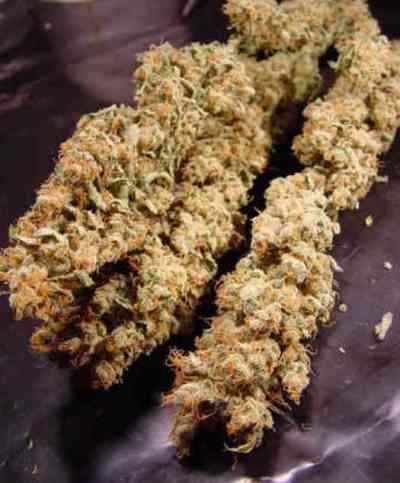 Allkush > Paradise Seeds | Feminized Marijuana   |  Indica