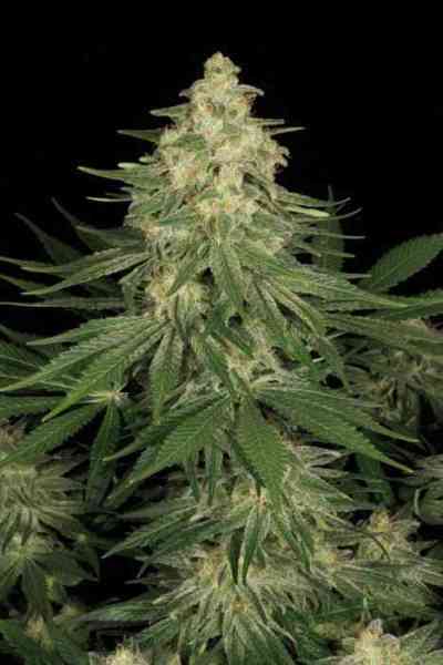 Allkush > Paradise Seeds | Semillas feminizadas  |  Índica