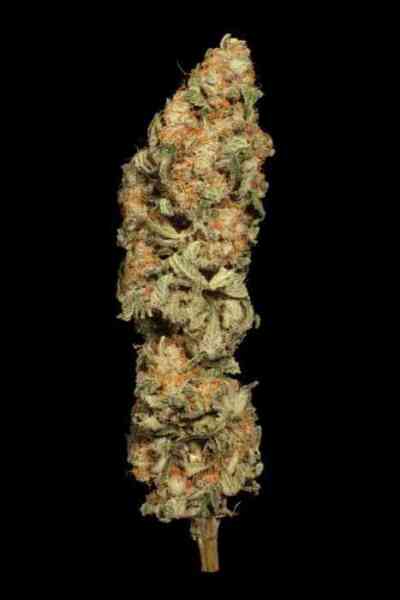 Allkush > Paradise Seeds | Feminisierte Hanfsamen  |  Indica