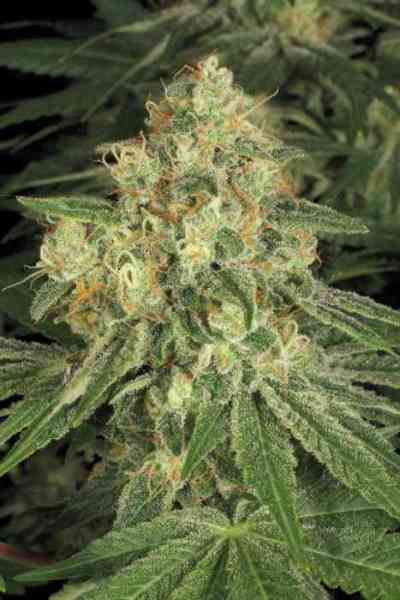 Allkush > Paradise Seeds | Feminized Marijuana   |  Indica