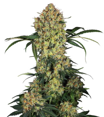 Aloha OG > Sensi Seeds | Feminized Marijuana   |  Indica