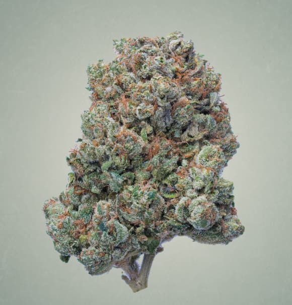 Alphaville Seed > Mamiko Seeds | Feminized Cannabis   |  Indica