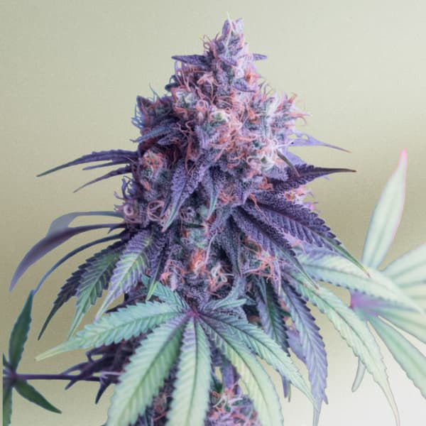 Alphaville Seed > Mamiko Seeds | Feminized Cannabis   |  Indica