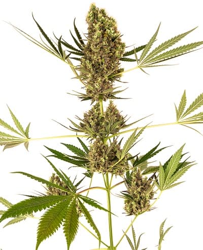 Alpine Delight CBD Auto > Sensi Seeds | CBD cannabis seeds  |  Hybrid