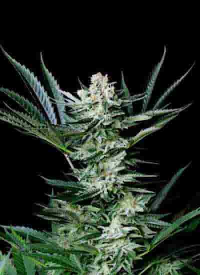 Amazing Auto > Absolute Cannabis Seeds | Semillas autoflorecientes  |  Híbrido