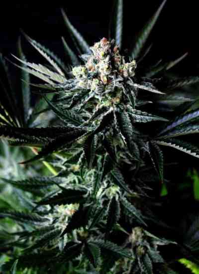Amazing Auto > Absolute Cannabis Seeds | Autoflowering Hanfsamen  |  Hybrid