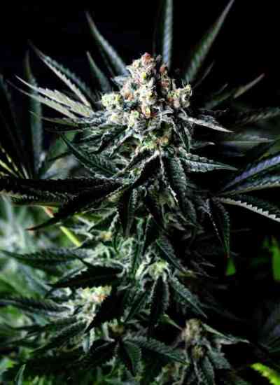 Amazing Auto > Absolute Cannabis Seeds | Graines Autofloraison  |  Hybride