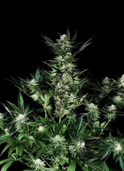 Amazing Auto > Absolute Cannabis Seeds | Semillas autoflorecientes  |  Híbrido