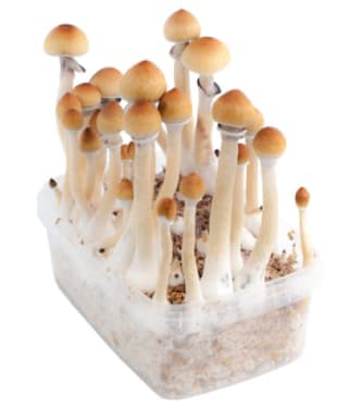 Amazon > Magic Mushrooms | Magic Mushrooms / Psilocybin mushroom