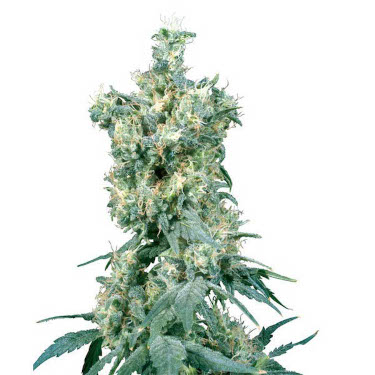 American Dream > Sensi Seeds | Regular Marijuana   |  Indica