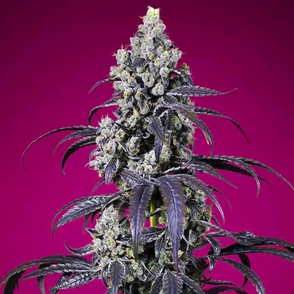 American Pie Mix graines > Sweet Seeds | Graines de cannabis auto  |  Hybride