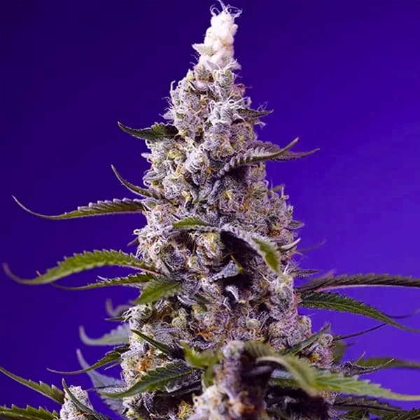 American Pie Mix graines > Sweet Seeds | Graines de cannabis auto  |  Hybride