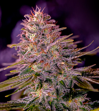 American Purple > Positronics | Feminisierte Hanfsamen  |  Sativa