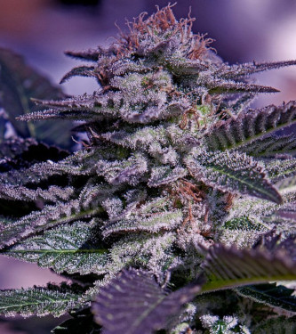 American Purple > Positronics | Graines Féminisées  |  Sativa