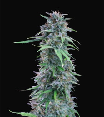 Amerikan Pie > Hypno Seeds | Graines Féminisées  |  Indica