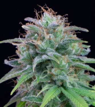 Amerikan Pie > Hypno Seeds | Graines Féminisées  |  Indica