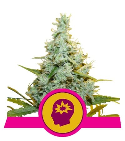 AMG - Amnesia Mac Ganja > Royal Queen Seeds | Semillas feminizadas  |  Sativa