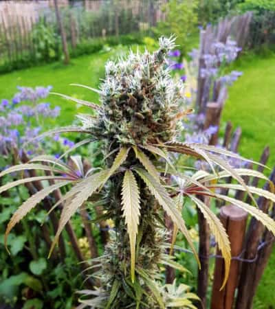 AMG - Amnesia Mac Ganja > Royal Queen Seeds | Feminized Cannabis   |  Sativa