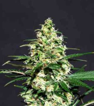 Amnesi-K Lemon > Kannabia Seeds | Feminisierte Hanfsamen  |  Sativa