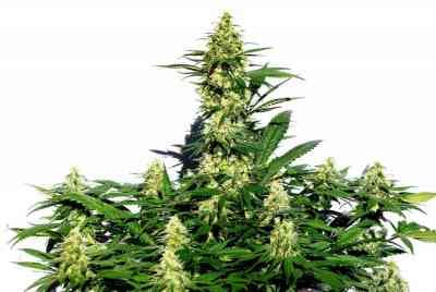 Amnesi-K Lemon > Kannabia Seeds | Feminisierte Hanfsamen  |  Sativa