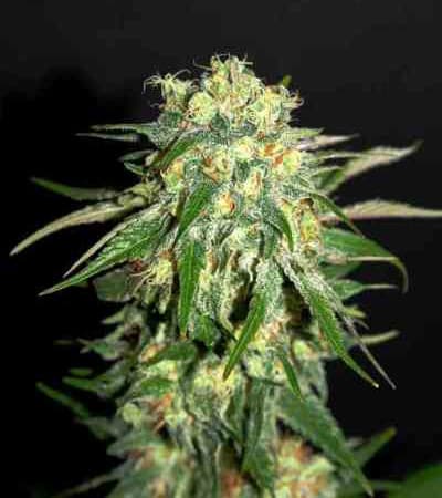 Amnesi-K Lemon > Kannabia Seeds | Semillas feminizadas  |  Sativa