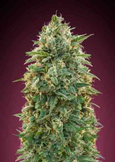 Amnesia > Advanced Seeds | Semillas feminizadas  |  Sativa