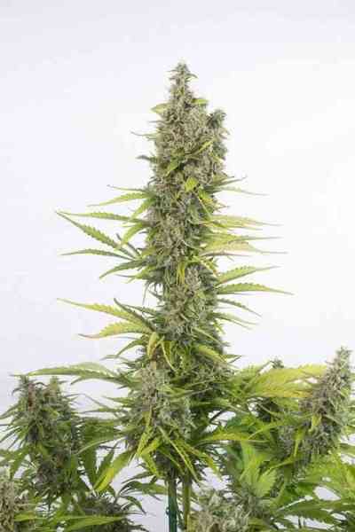 Amnesia Auto CBD > Dinafem | Autoflowering Cannabis   |  Hybrid