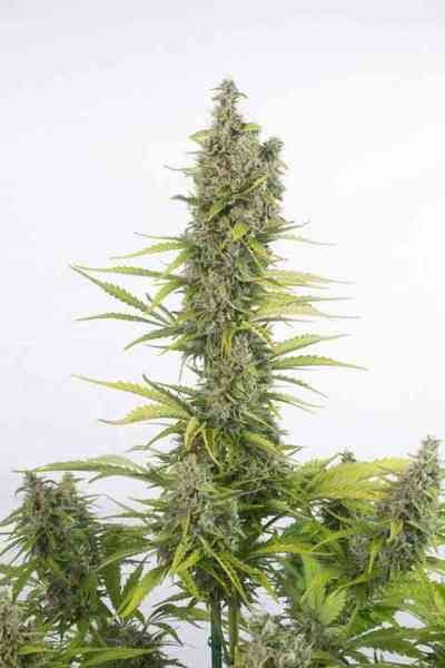 Amnesia Auto CBD > Dinafem | Autoflowering Hanfsamen  |  Hybrid