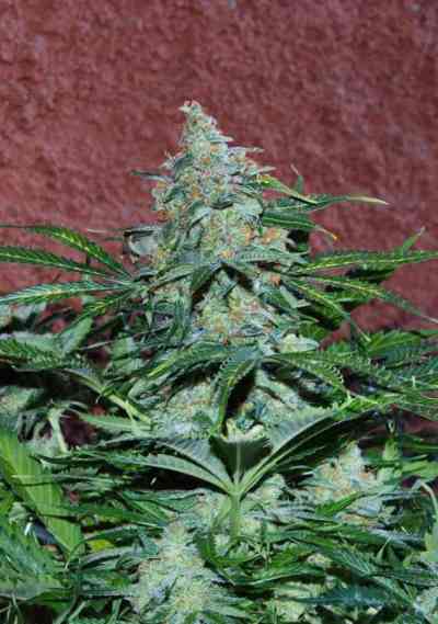 Amnesia Ryder > World of Seeds | Graines Autofloraison  |  Sativa