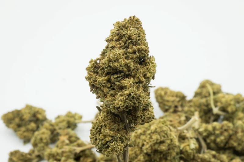 Amnesia CBD Greenhouse > North Spices | CBD Flowers
