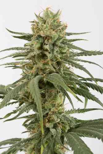 Amnesia CBD > Dinafem | Feminized Marijuana   |  Sativa