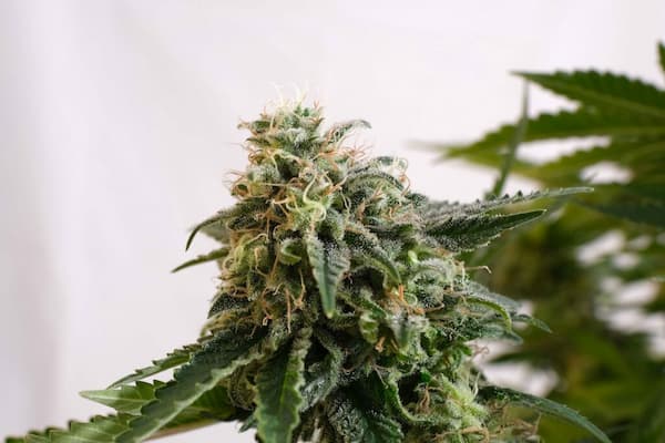 Amnesia Dream XL Auto Seed > Kannabia Seeds | Feminized Cannabis   |  Sativa