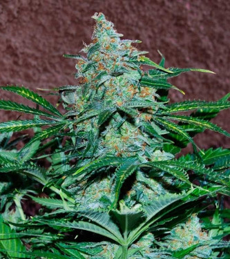 Amnesia Early Harvest > World of Seeds | Feminized Marijuana   |  Sativa