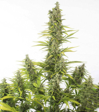 Amnesia Early Harvest > World of Seeds | Semillas feminizadas  |  Sativa