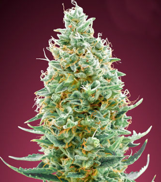 Amnesia Fast > Advanced Seeds | Graines Féminisées  |  Sativa