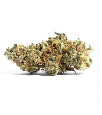 Amnesia Fast > Semillas a Granel | Semillas feminizadas  |  Sativa