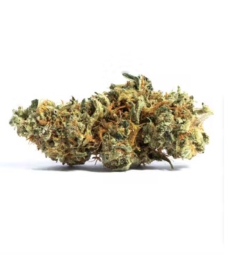 Amnesia Fast > Hanfsamen Großpackungen | Feminisierte Hanfsamen  |  Sativa