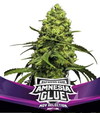 Amnesia Glue > BSF Seeds | Graines Féminisées  |  Sativa