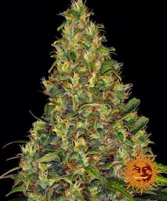 Amnesia Haze Auto > Barneys Farm | Autoflowering Cannabis   |  Sativa