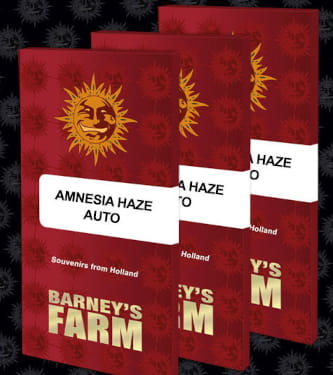 Amnesia Haze Auto > Barneys Farm | Graines Autofloraison  |  Sativa