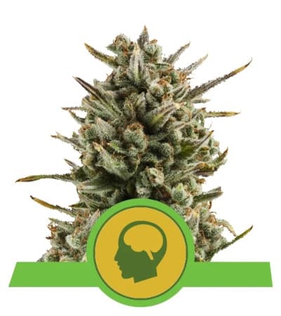 Amnesia Haze Automatic > Royal Queen Seeds | Autoflowering Hanfsamen  |  Sativa