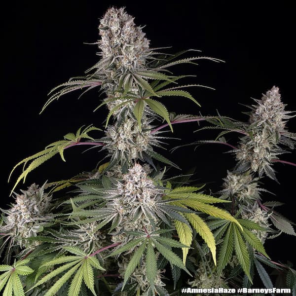 Amnesia Haze Seed > Barney\'s Farm | Feminized Cannabis   |  Sativa