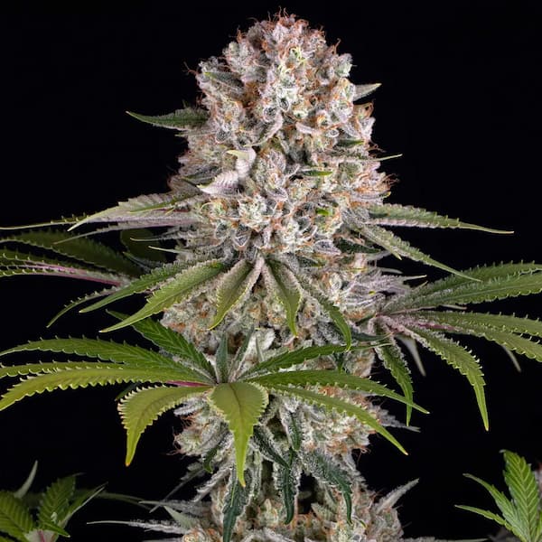 Amnesia Haze Seed > Barney\'s Farm | Feminized Cannabis   |  Sativa