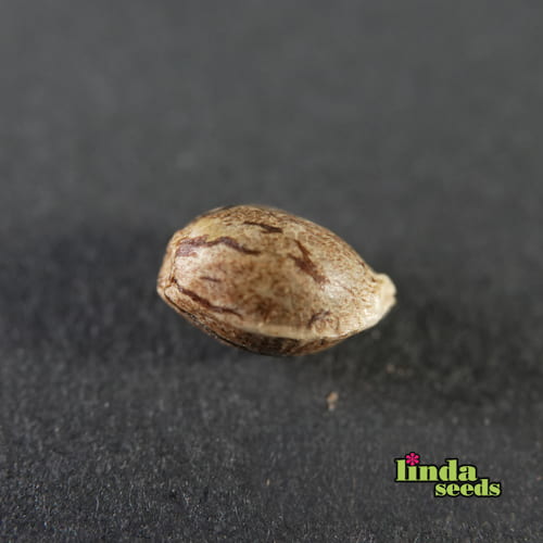 Amnesia Haze Samen > Linda Seeds | Hanfsamen Empfehlungen  |  Günstige Hanfsamen