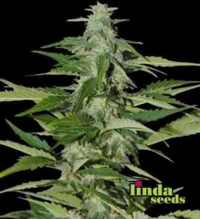 Amnesia Haze Samen > Linda Seeds | Hanfsamen Empfehlungen  |  Günstige Hanfsamen